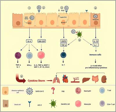 COVID-19 and the potential of Janus family kinase (JAK) pathway inhibition: A novel treatment strategy